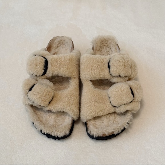 papillio arizona teddy